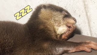 【コツメカワウソ】ウトウトしゃもじ君