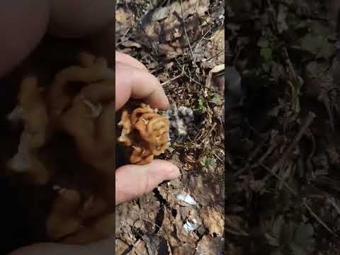 Весенние грибы Сморчки и Строчки