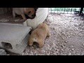 子犬が落ちた
