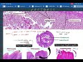 GIS HISTOLOGY : lab 1 ( final)