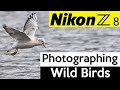 Photographing wild birds with the Nikon Z8