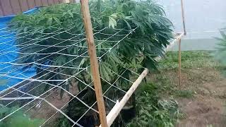 Growing outdoors part 6. Lollypoping and hollowing out plants. 