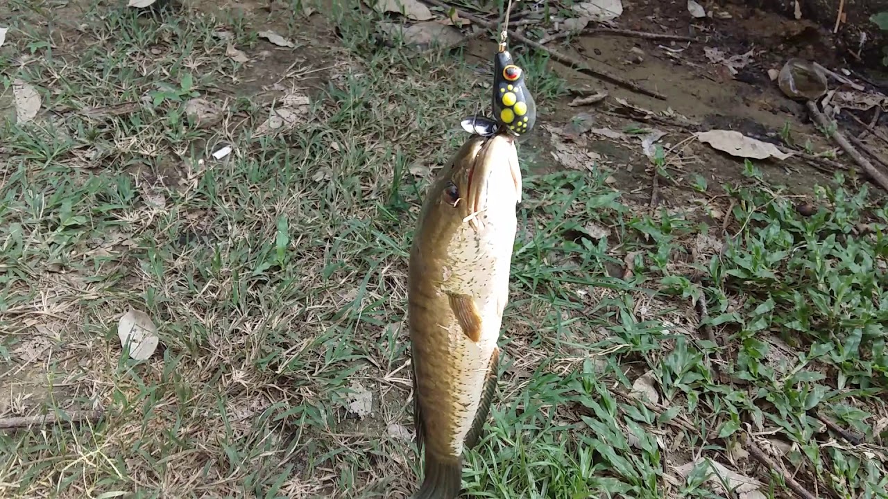 casting gabus - YouTube