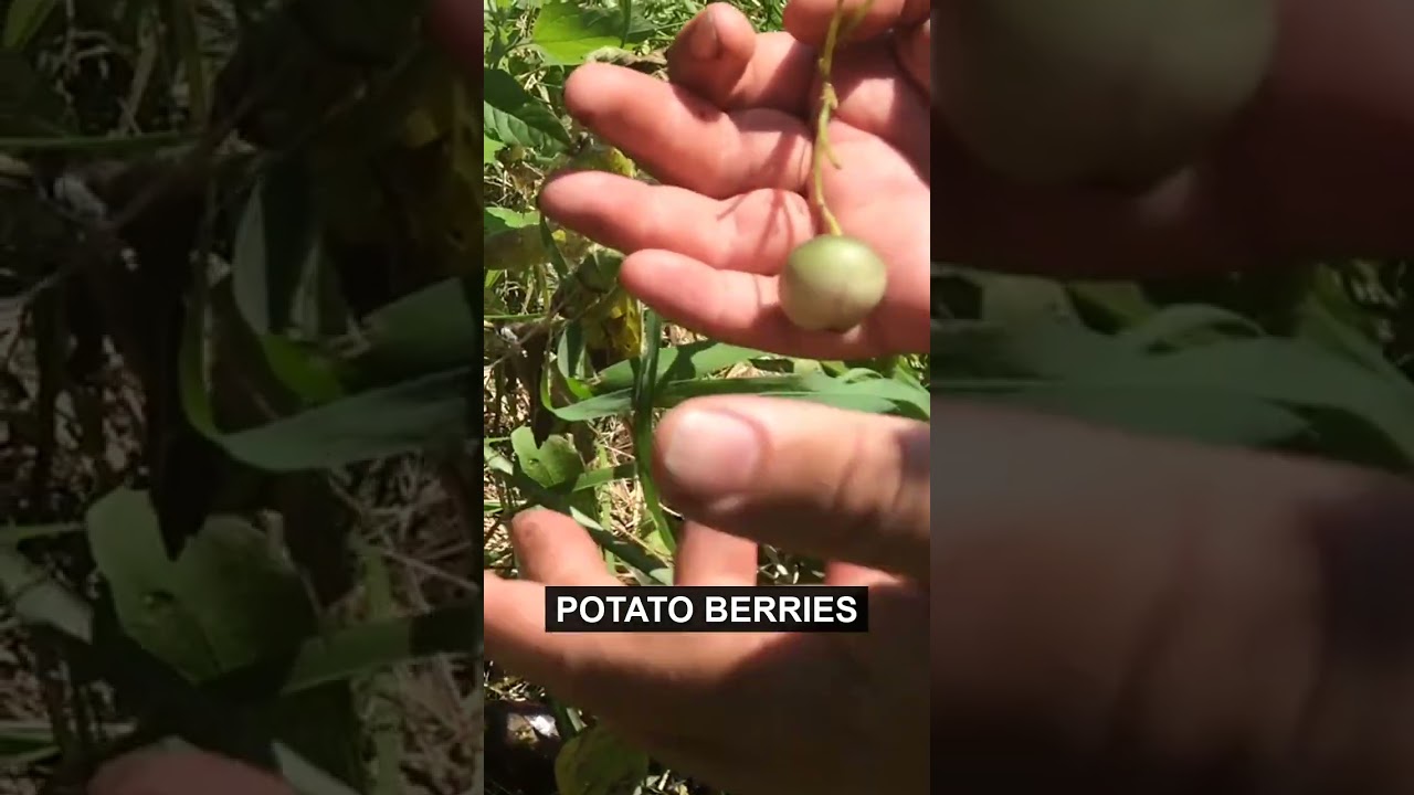 These Tiny Tomatoes Grew on a Potato Plant