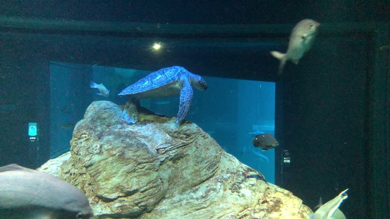 海遊館 クック海峡に新しい擬岩 動かず休むアオウミガメ Youtube 海遊館 クック海峡に新しい擬岩 動かず休むアオウミガメ Youtube