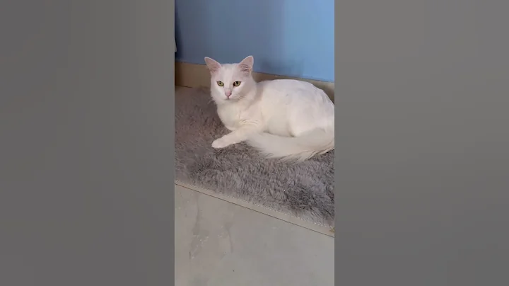 Video 11592821: white turkish angora cat, cats catlover cutecat funnycats, toy funnycats