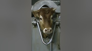 Every year, 2.6 million cows are killed for human consumption in the UK. You can help them #shorts