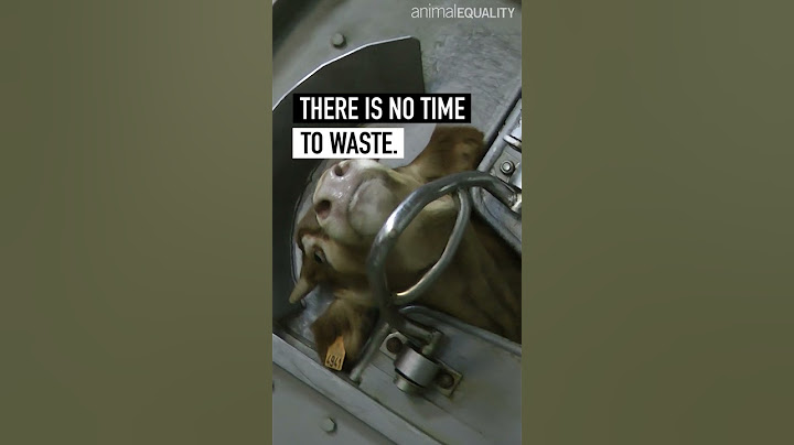 Every year, 2.6 million cows are killed for human consumption in the UK. You can help them #shorts
