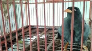 JALAK KEBO GACOR MATA PUTIH ISIAN DOMINAN KENARI