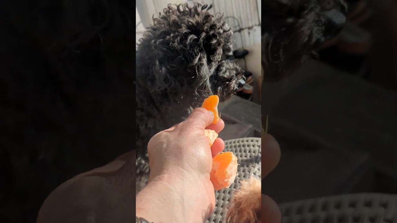 Pudel findet angebotenes Essen eklig, so sieht das dann aus😂