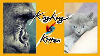 [retro] 킹콩 VS 고양이 누가 이길까? KingKong vs Cat Who will win? キングコングvsキャット誰が勝つ？