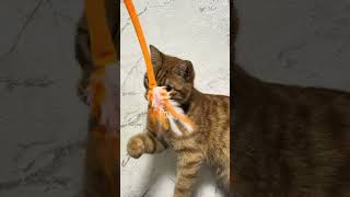 WW423701 #WW423701 #cat #reki #ginger