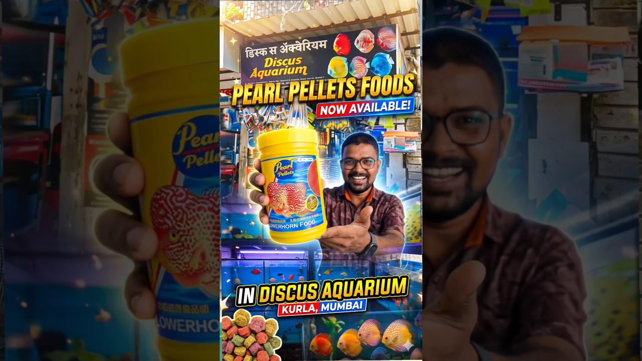 Discus Aquarium Kurla Update: Original Pearl Pellets Now in Stock! Pearl Pellets Food