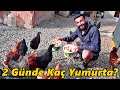 2 Günde Kaç Yumurta Alıyorum!-/Koyunları Verdik!#Gurk#Civciv#Hindi#Tavuk#Yumurta#Horoz#Ördek