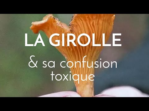 Vidéo: Une variété de champignon - comment faire la distinction entre les champignons comestibles et vénéneux ?