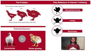 Play differences between fast and slow-growing broilers | L. Zilli