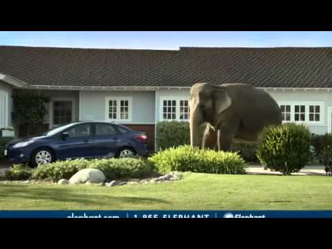 When you see an Elephant you know someone is saving on auto insurance 4