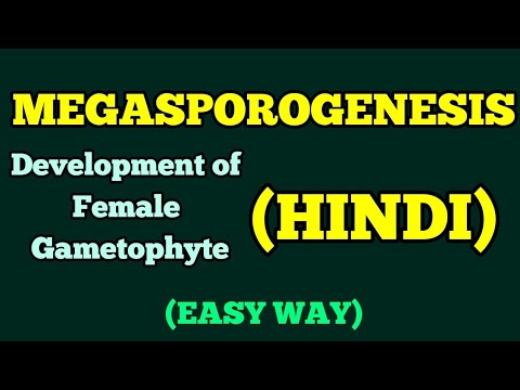 MEGASPOROGENESIS (HINDI)