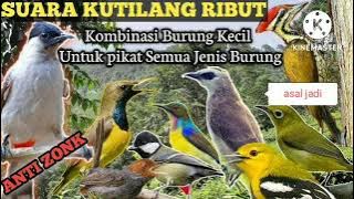 SUARA PIKAT SEMUA BURUNG KECIL #pikatampuh #suaraburung #ampuh #kutilang #kemade #