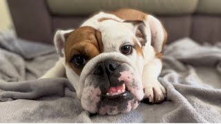 English Bulldog Tia Was Not Happy With This Idea? by Tia English Bulldog 74 views 8 months ago 33 seconds