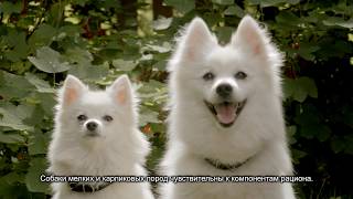 Корма Pro Plan (Про План) для собак Корма Pro Plan (Про План) для собак