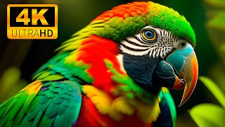 Animals Adorable Moments 4K (60 кадров в секунду Ultra HD с расслабляющей музыкой красочная динамика