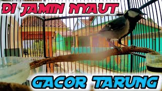 Download lagu GELATIK batu gacor 