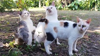 😸🐱😸CAT CUTE - PLAY WITH CAT -BILLI KARTI MEOW MEOW- kittens cats funniest - Animal Funny- VS 030 by ANIMALS 22 356 views 1 day ago 3 minutes, 11 seconds