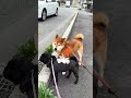 いつものお散歩 #cutedog #柴犬 #パグ #dog #shibainu #doggie #愛犬 #walking #お散歩 #routines #いぬのいる生活 #pug #doglife