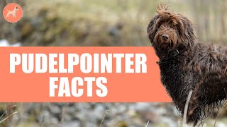 Pudelpointer Dog Breed: 10 Amazing Facts You Must Know