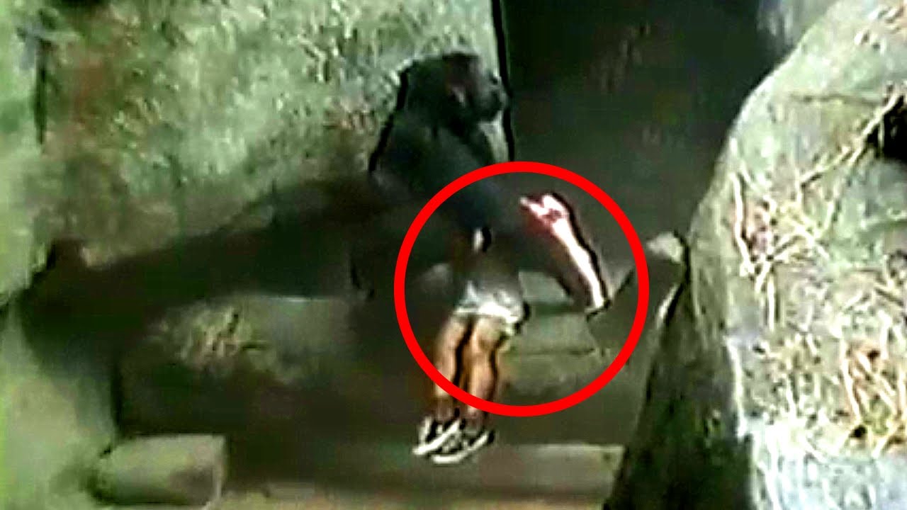 creepypasta anime 5 REAL LIFE HEROES: Amazing Animal Rescues !