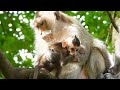 Fat monkey catcat she really care her tiny baby catoon  wildlife adorable news