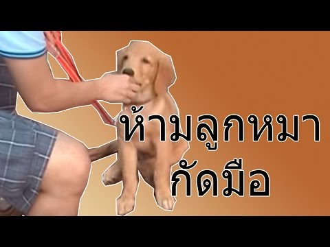 วีดีโอ: วิธีการหาสายพันธุ์ของลูกสุนัข