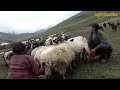 milking in the sheep farm || Nepal || dolpa || lajimbudha ||