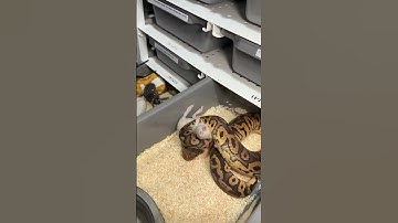 🐍🐍🐍🐍🐍 #viralvideo #shorts