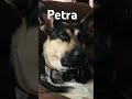 Petra love music shorts petra viral ytshorts kaylaandmichael