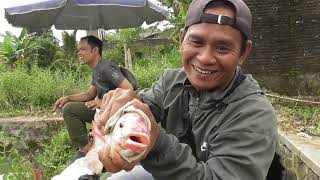 125 NILA SAYANG IDOLA PARA PEMANCING !! MANCING BORONGAN NILA BABON 3,2 JUTA