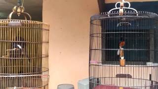 Download Lagu Murai medan buntut panjang vs murai medan MP3