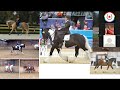 Para-Dressage Webinar: Equine Paces // Webinaire de paradressage : Allures équines (en Anglais)