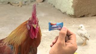 New Mentos Ad - Angry Chicken Dad #FarakPadega