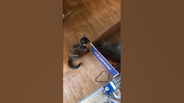 Cat nip & silvervine aftermath🤣 #shorts #funnyanimals #cats