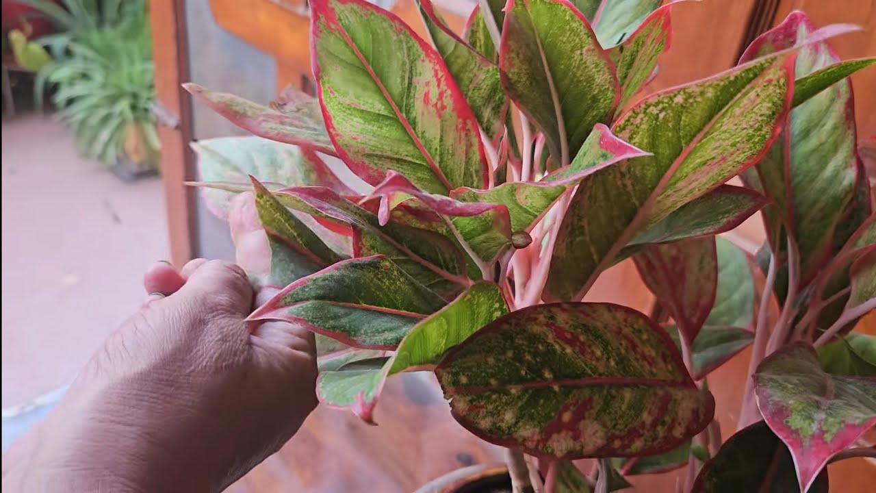 मरते हुए AGLAONEMA को एसे  बचाएं || HOW TO SAVE A DYING AGLAONEMA || FUN GARDENING