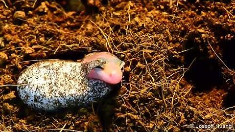 Leopard Gecko Hatchling Timelapse