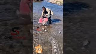 catching fish carried away by the river current 🤯 #fishing #amazing #sturgeon