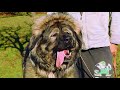 Real Dogs a Someșanului din Tăuții de Sus | Câini adevărați | Maramureș - video 2019