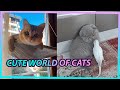 Cute and funny cats meow tv
