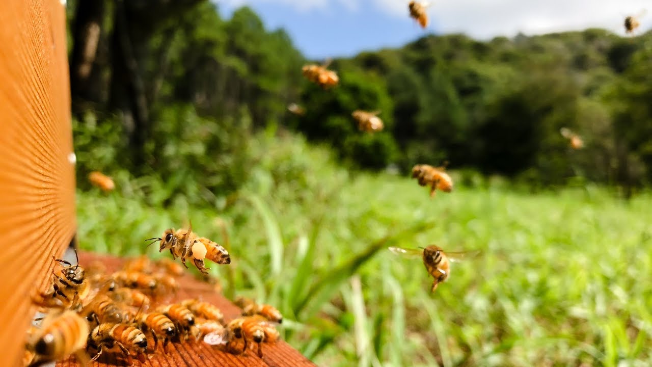 Honey Bee Flying