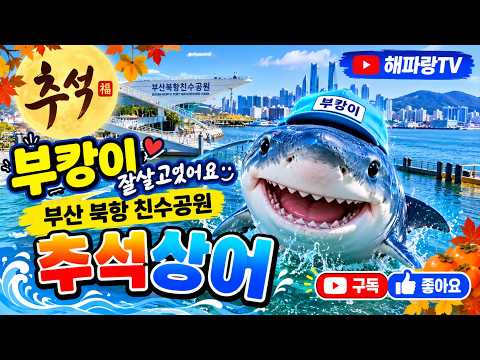 #부캉이 #부산상어 #부산북항친수공원 #관종상어 #상어 #추석상어 #부캉이자연그대로냅둬요 쫒아내지말고#부산동구마스코드가될 부캉이