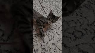Grace loves to play!! SPCR kitten