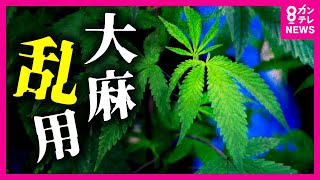 【若者の大麻乱用深刻化】検挙者7割が30歳未満　75年ぶりに“大麻取締法”が大幅改正へ　“治療のため”の大麻草使用・栽培はOKに　菊地弁護士が解説｜2023年11月2日放送〈カンテレNEWS〉